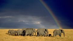 Africa elephants rainbows Kenya wildlife baby elephant baby 