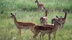 Africa gazelle Impala wildlife Wild Africa