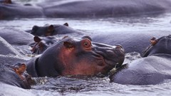 Africa hippopotamus wildlife Wild Africa