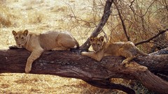 Africa Lions wild cats wildlife Wild Africa