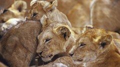 Africa Lions wildlife Wild Africa
