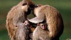 Africa monkeys