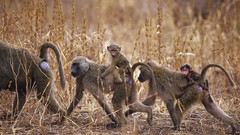 Africa monkeys wildlife Wild Africa
