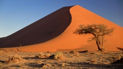 Africa Namibia acacia sand dunes Namib Desert