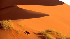 Africa Namibia Leopards crossing deserts sand dunes