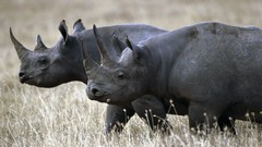 Africa rhinoceros wildlife Wild Africa