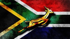 Africa South Africa antelope springbok