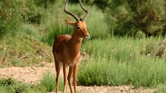 Africa south Impala male antelope They Live