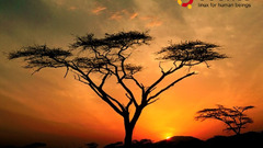 Africa sun nature