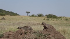 Africa wildlife