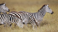 Africa zebras wildlife Wild Africa