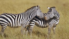 Africa zebras wildlife Wild Africa