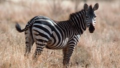 Africa zebras wildlife Wild Africa