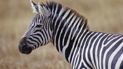 Africa zebras wildlife Wild Africa