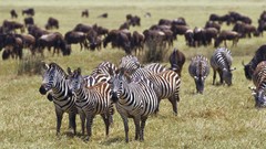 Africa zebras wildlife Wild Africa