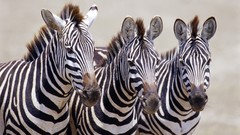 Africa zebras wildlife Wild Africa