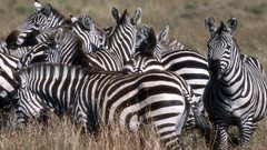Africa zebras wildlife Wild Africa