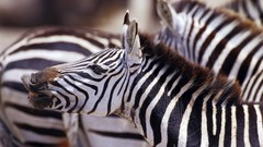 Africa zebras wildlife Wild Africa