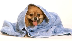 After pomeranian bathtubs