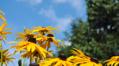 Again wrong version here