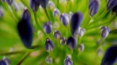 Agapanthus
