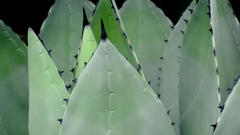 Agave Plant flower
