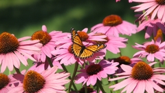 Ago Taken copy but years still img