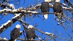 Alaska bald eagles