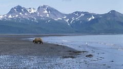 Alaska brown emerald