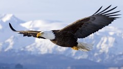 Alaska Eagles bald eagles