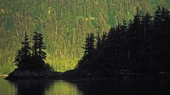 Alaska sound forests Prince William