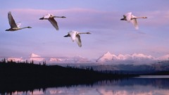 Alaska Swans flying national park