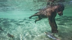Alaska underwater swimming salmon national park brown bears