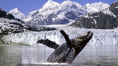 Alaska Whales
