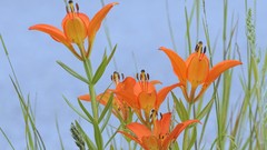 Alberta Wood Parks valleys