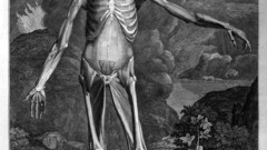 Albinus skeleton musclesalbinus musclesanddoes