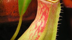 Albomarginata penang high