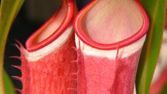 Albomarginata rubra two traps