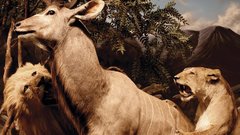 Album covers Animals Interpol