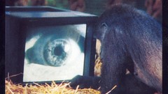 Album covers Roger waters