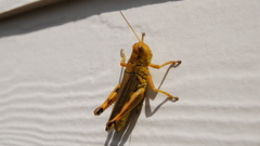 Alexmaxliz found it on