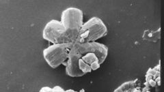 Algae high some Resolution fossils discoaster