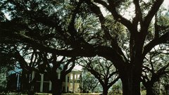 Alley plantation oak louisiana 1961 ernst kodachrome haas