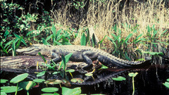 Alligator Animals