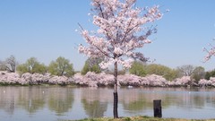 Almond washington monument
