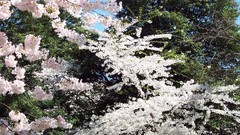 Almond washington monument