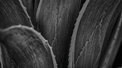 Aloe greyscale Aloe vera