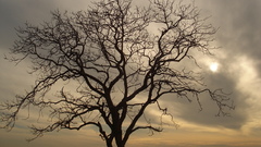 Alone dark tree nature
