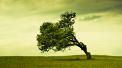 Alone fields sad arc