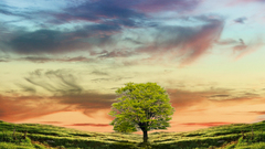 Alone tree amazing nature